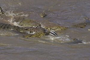 SE-785 Nile Crocodile - Hungry crocodiles feeding on zebra