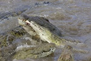 SE-786 Nile Crocodile - Hungry crocodiles feeding on zebra