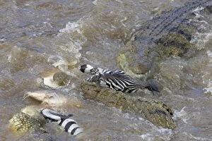 SE-787 Nile Crocodile - Hungry crocodiles feeding on zebra