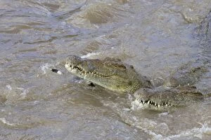SE-788 Nile Crocodile - Hungry crocodiles feeding on zebra