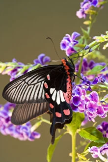 SE Asia, Thailand, Doi Inthanon, Papilio
