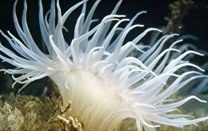 Images Dated 25th June 2007: Sea Anemone