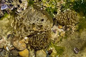 Sea anemone (Actiniaria)