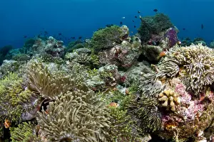 Anemones Prints: Sea Anemone coral garden - Vattaru Kandu - Felidhoo - Maldives