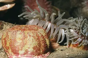 Sea Anemone - open & closed UK marine