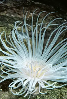 Sea Anemone PM 615 Tealia felina © P. Morris / ARDEA LONDON