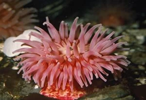 Images Dated 25th June 2007: Sea Anemone UK