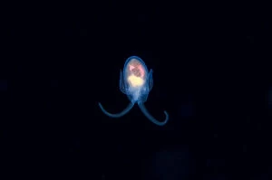 Images Dated 4th September 2020: Sea Angel floating in water column - Blackwater night dive, Seraya, Karangasem, Bali, Indonesia