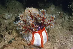 Sea Apple Papua New Guinea