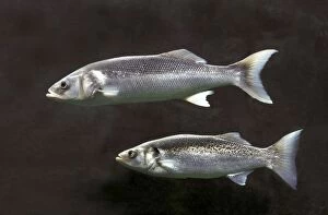 Images Dated 7th November 2007: Sea Bass / Sea Dace - two