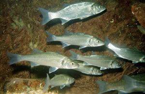 Images Dated 11th October 2007: Sea Bass - shoal European Seas