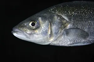 Bass Prints: Sea Bass, UK coastal waters and south to include Mediterranean and Black Sea