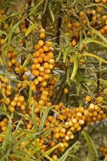 Images Dated 21st October 2006: Sea buckthorn, in fruit; autumn