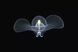 Images Dated 4th September 2020: Sea Butterfly floating in water column - Blackwater night dive, Seraya, Karangasem, Bali, Indonesia