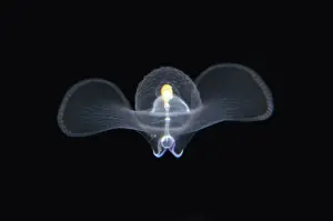Gastropod Prints: Sea Butterfly floating in water column - Blackwater night dive