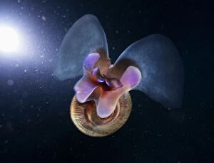 Artic Gallery: Sea butterfly, Limacina helicina. It's a small