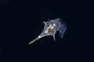 Snail Gallery: Sea Butterfly swimming in water column - Blackwater night dive, Seraya, Karangasem, Bali, Indonesia