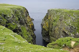 Headland Prints: Sea Cliffs Noss Nature Reserve, Shetland, UK LA003136