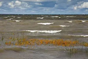 Estonia Prints: Sea Club-rush - the Baltic Sea - Gulf of Finland - on a rough autumn day - Kesse Island - Estonia