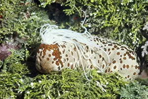 Echinoderms Prints: Sea Cucumber (Beche-de-mer) Papua New Guinea
