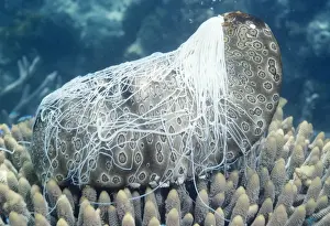 Defence Prints: Sea Cucumber - with Cuverian organs / Sticky threads ejected
