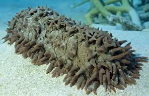 Echinoderms Prints: Sea Cucumber - Great Barrier Reef - Australia