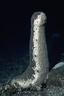 Echinoderms Prints: Sea Cucumber - looking for mate Indo Pacific