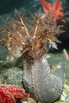 Sea Cucumber North Atlantic