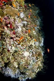 Images Dated 1st January 2012: Sea Goldie / Lyretail Coralfish / Lyretail Anthias