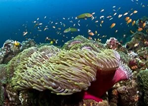 Images Dated 2nd January 2012: Sea Goldie / Lyretail Coralfish / Lyretail Anthias