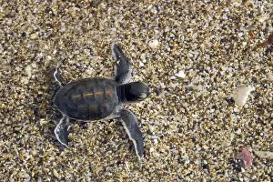 Sea / Green Turtle - baby hatchling