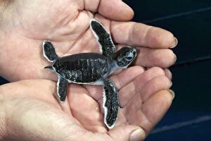 Sea / Green Turtle - baby hatchling held in hand