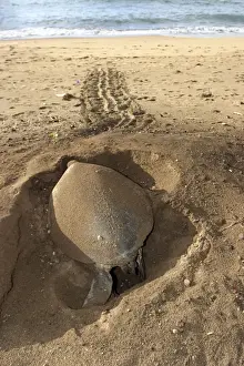 Animal Track Prints: Sea / Green Turtle - laying eggs Mayotte Island Indian Ocean