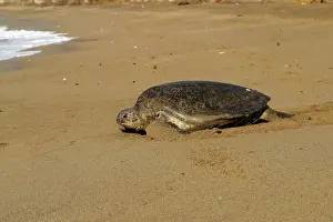 Sea / Green Turtle Mayotte Island Indian Ocean