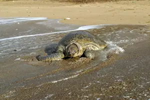 Marine Prints: Sea / Green Turtle Mayotte Island Indian Ocean