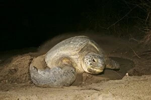 Images Dated 30th July 2003: Sea / Green Turtle Mayotte Island Indian Ocean