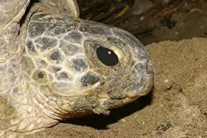 Sea / Green Turtle Mayotte Island Indian Ocean