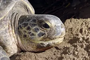 Sea / Green Turtle Mayotte Island Indian Ocean