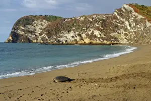 Sea / Green Turtle Mayotte Island Indian Ocean