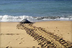 Sea / Green Turtle Mayotte Island Indian Ocean
