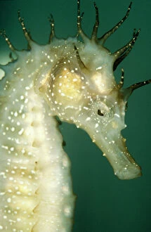 Images Dated 26th July 2004: Sea Horse