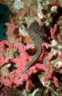 Images Dated 19th July 2005: Sea Horse - 6 cm sea horse on red sponge. Ambon Harbour, Indonesia HOR-008