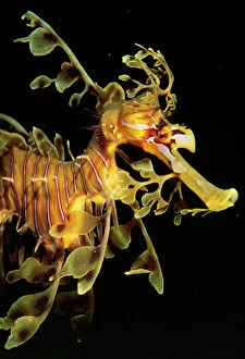 Images Dated 5th April 2005: Sea Horse / Leafy Seadragon - endemic to South Australian waters. Fm: Syngnathidae