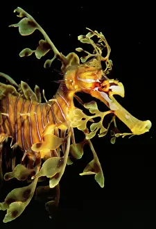 Sea Horse / Leafy Seadragon - endemic to South Australian waters. Fm: Syngnathidae