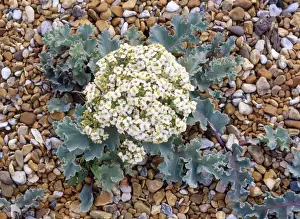 Shingle Prints: Sea Kale - on shingle