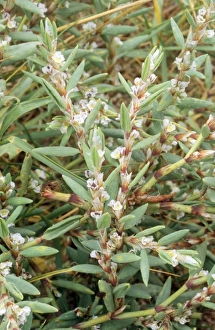Images Dated 14th July 2008: Sea Knotgrass