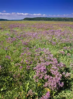 Sea Lavendar - on saltmarsh Laugharne Sands Taf Estuary, South Wales