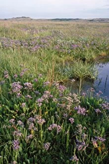 Images Dated 26th June 2008: Sea Lavendar - and other saltmarsh plants including Glasswort Burnham Overy Staithe North Norfolk
