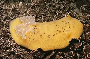 Nudibranches Prints: Sea Lemon Nudibranch Monterey bay, California, USA