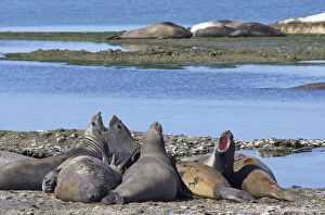 Images Dated 28th July 2010: Sea Lion males screaming in vocal fight